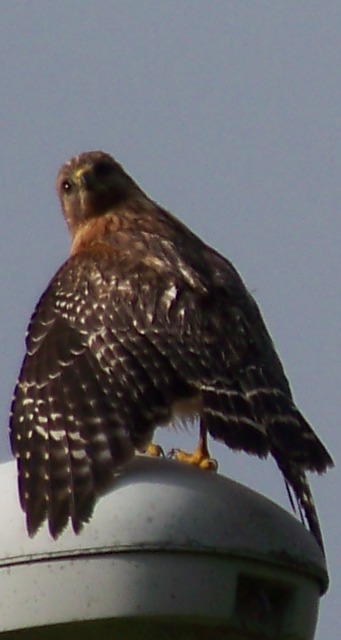 Hawk 3