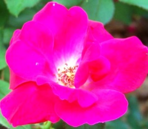 Rose of Waverly Park; KMHuberImage