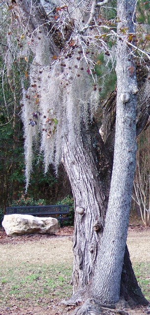 Old Woman Tree; KMHuberImage; Tallahassee Park in Winter