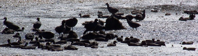 KMHuberImage; Mud hens; St. Mark's Refuge FL