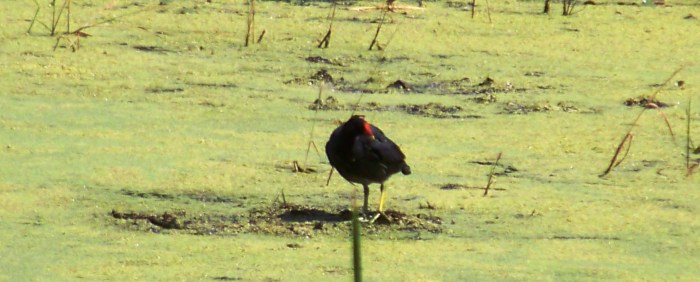 KMHuberImage; Mudhen; St. Mark's Refuge; Northern FL