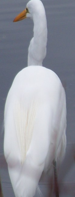 KMHuberImage; Snowy Egret; St. Mark's Refuge; Northern FL