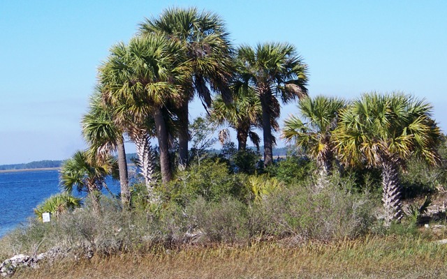 KMHuberImage; St. Mark's Wildlife Refuge; Florida; Gulf of Mexico
