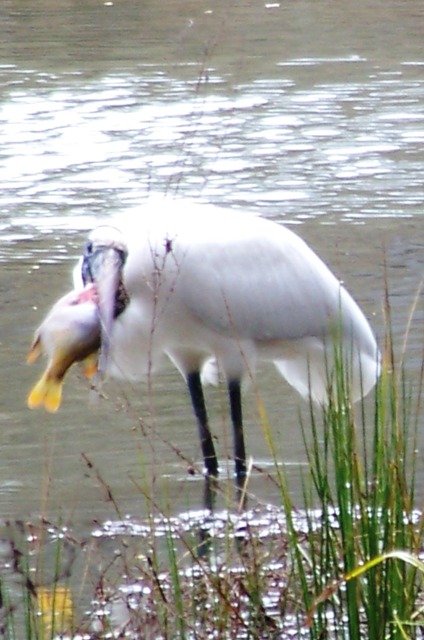 KMHuberImage; Wood Stork Fishing