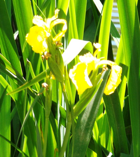 Clarity in the wild 0413