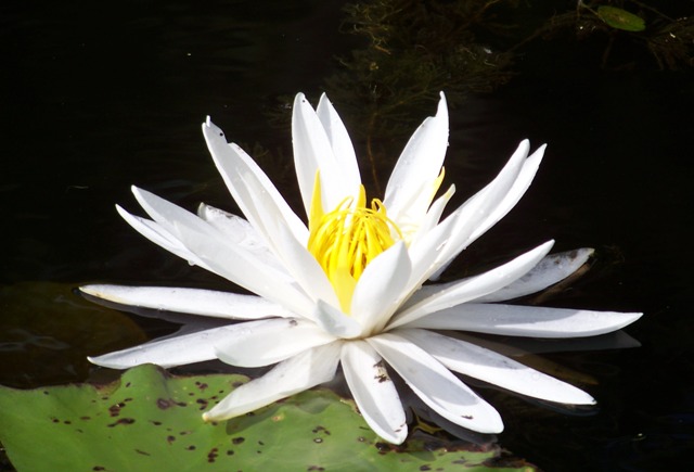 Miccosukee water lily 0713