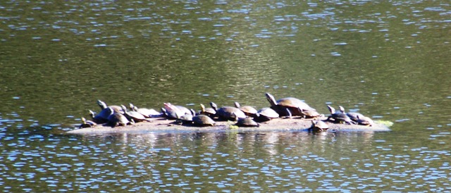 Turtle Row in fall 1013