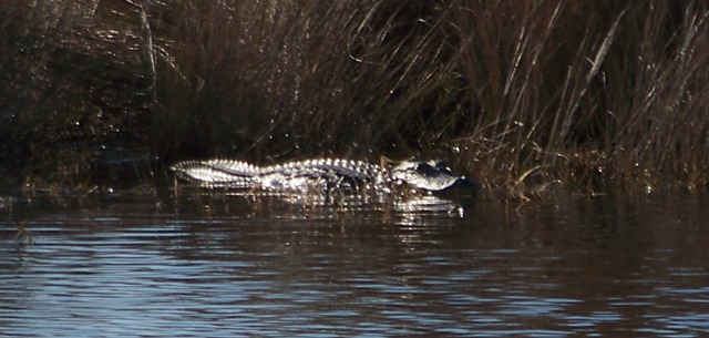 Gator on Festival Day 0214