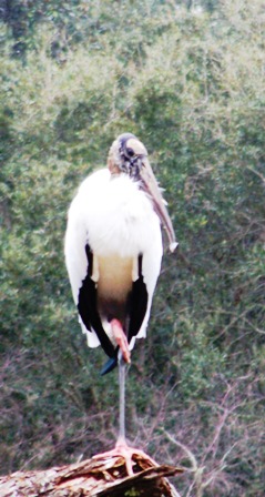 Wood Stork 0214