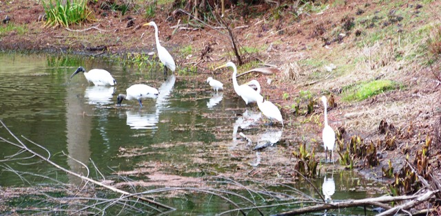 Good Neighbors 2 0214